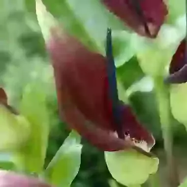 Vulgaris